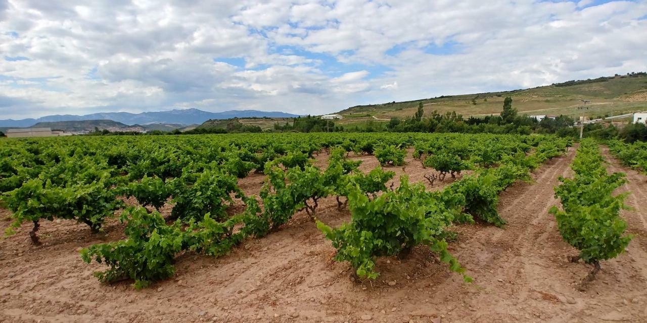 Apartamento Entrevinas En El Corazon De La Rioja Fuenmayor Εξωτερικό φωτογραφία